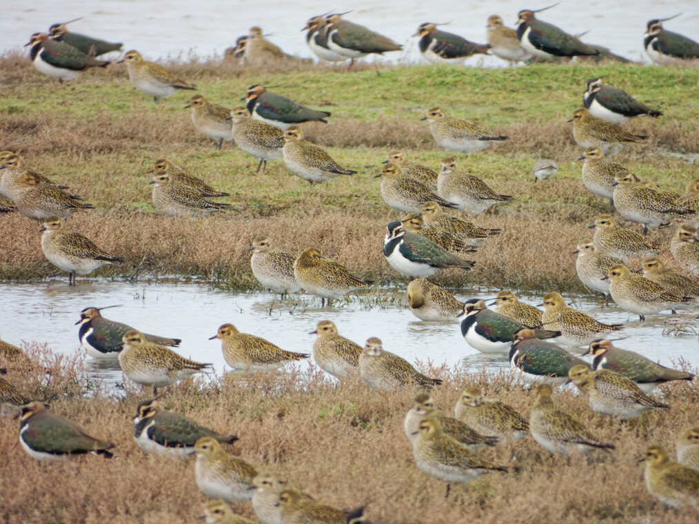 Photo of Golden Plover